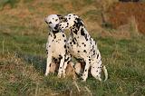 DALMATIEN 462